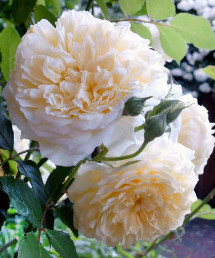 The Pilgrim Rose